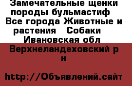 Замечательные щенки породы бульмастиф - Все города Животные и растения » Собаки   . Ивановская обл.,Верхнеландеховский р-н